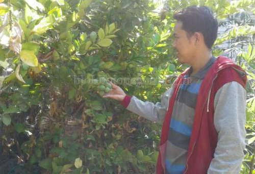 Warga Pungpungan, Sulap Pekarangan Rumah Jadi Kebun Lemon